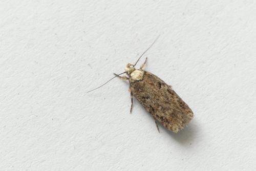 Depressaria sp.